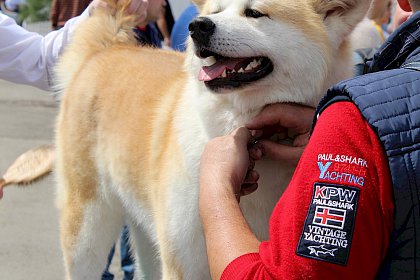 Concurenti de la editiile anterioare ale Bucovina Dog Show, in parcarea SCS