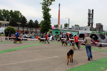 Concurenti de la editiile anterioare ale Bucovina Dog Show, in parcarea SCS