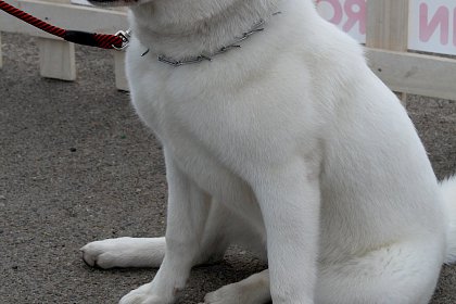 Concurenti de la editiile anterioare ale Bucovina Dog Show, in parcarea SCS