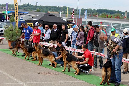 Concurenti de la editiile anterioare ale Bucovina Dog Show, in parcarea SCS