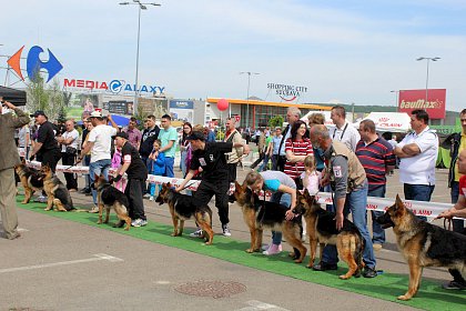 Concurenti de la editiile anterioare ale Bucovina Dog Show, in parcarea SCS