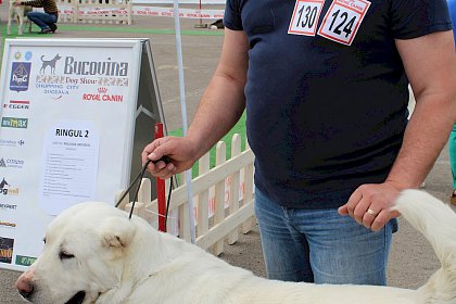 Concurenti de la editiile anterioare ale Bucovina Dog Show, in parcarea SCS