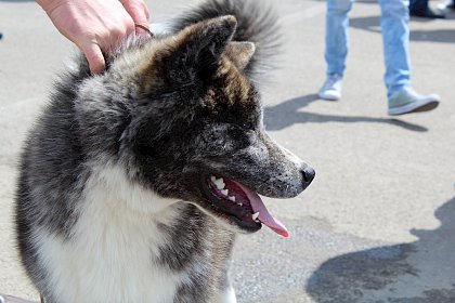 Concurenti de la editiile anterioare ale Bucovina Dog Show, in parcarea SCS