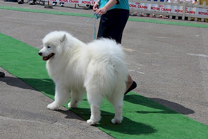 Concurenti de la editiile anterioare ale Bucovina Dog Show, in parcarea SCS