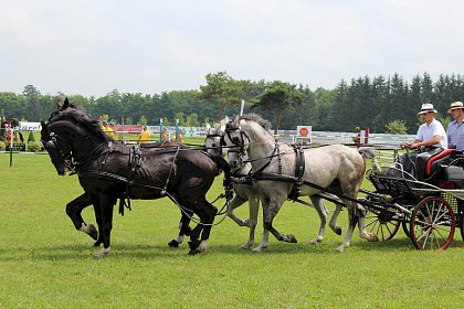 Spectacol ecvestru: cai de rasă, sărituri la obstacole şi atelaje trase de cai, la Rădăuţi