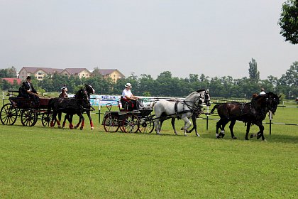 Spectacol ecvestru: cai de rasă, sărituri la obstacole şi atelaje trase de cai, la Rădăuţi