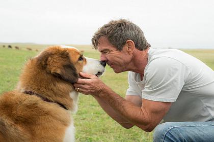 A Dog's Purpose