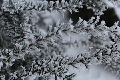 Flori de gheață - Fotogalerie