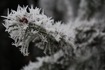 Flori de gheață - Fotogalerie