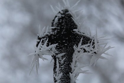 Flori de gheață - Fotogalerie