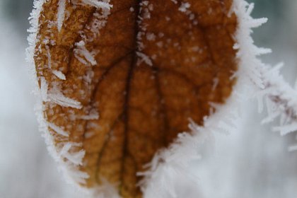 Flori de gheață - Fotogalerie