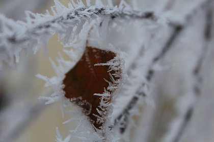 Flori de gheață - Fotogalerie