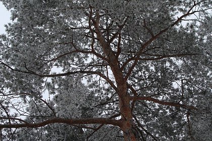 Suceava de gheață - Fotogalerie