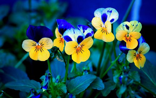 Florii - Cele mai frumoase mesaje, urări și felicitări pentru cei cu nume de flori, în Duminica Floriilor