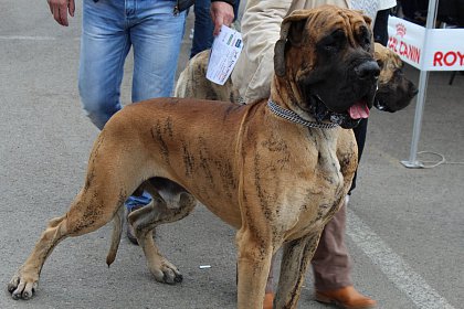 Bucovina Dog Show revine la Shopping City Suceava