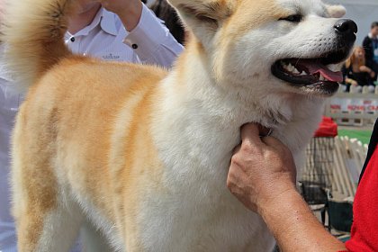 Bucovina Dog Show revine la Shopping City Suceava