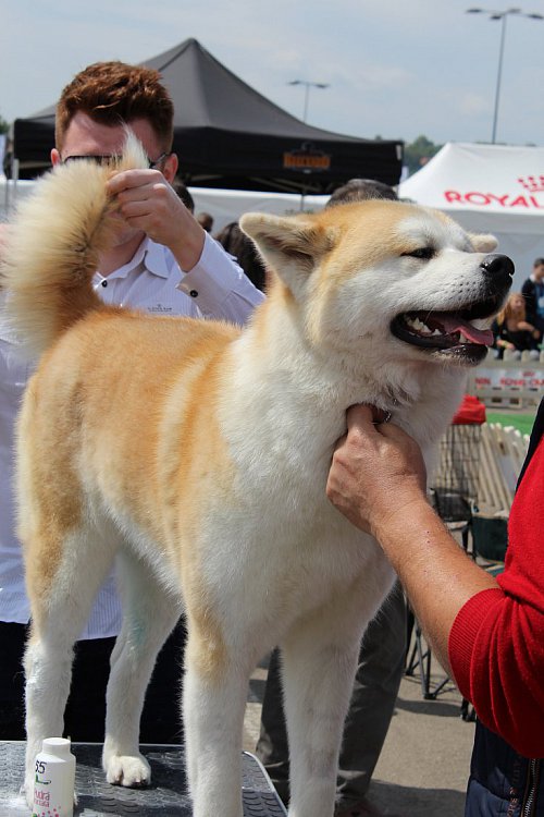 Bucovina Dog Show revine la Shopping City Suceava