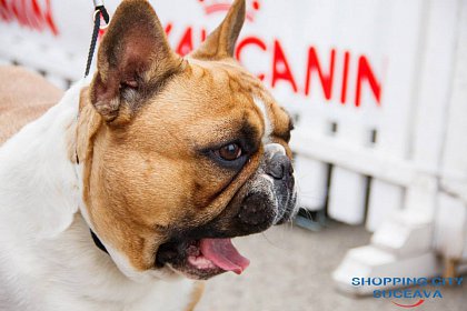 Bucovina Dog Show revine la Shopping City Suceava