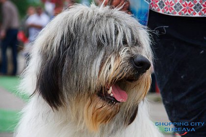 Bucovina Dog Show revine la Shopping City Suceava