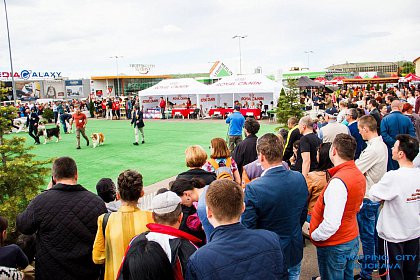 Peste 600 de câini de rasă participă la Bucovina Dog Show 2017