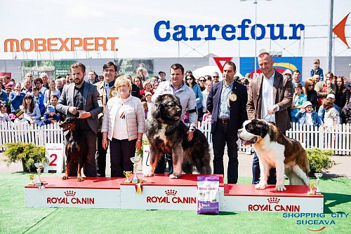 Peste 600 de câini de rasă participă la Bucovina Dog Show 2017