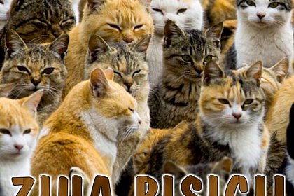 8 august, Ziua internațională a pisicii