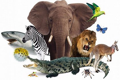 Ziua mondială a animalelor, miercuri, la Muzeul de Ştiintele Naturii