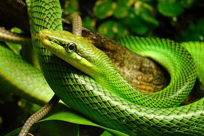 Reptile vii la Muzeul de Ştiințele Naturii