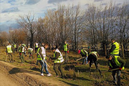 21.000 de puieți de arbori plantați la debutul proiectului „Pădurea de mâine”