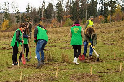 21.000 de puieți de arbori plantați la debutul proiectului „Pădurea de mâine”