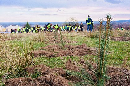 21.000 de puieți de arbori plantați la debutul proiectului „Pădurea de mâine”