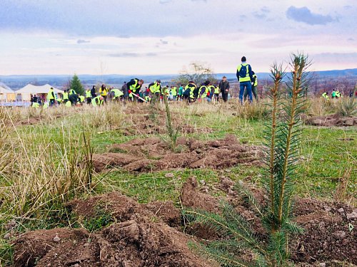 21.000 de puieți de arbori plantați la debutul proiectului „Pădurea de mâine”
