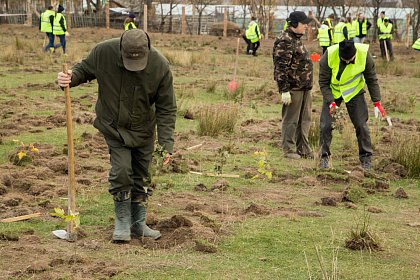 21.000 de puieți de arbori plantați la debutul proiectului „Pădurea de mâine”