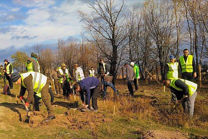 21.000 de puieți de arbori plantați la debutul proiectului „Pădurea de mâine”