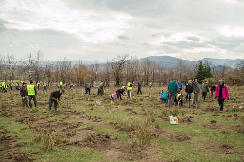 21.000 de puieți de arbori plantați la debutul proiectului „Pădurea de mâine”