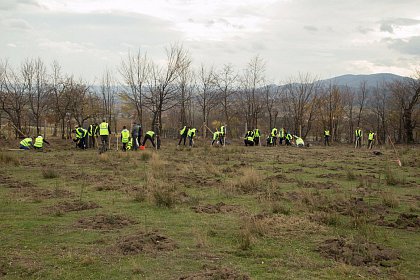 21.000 de puieți de arbori plantați la debutul proiectului „Pădurea de mâine”