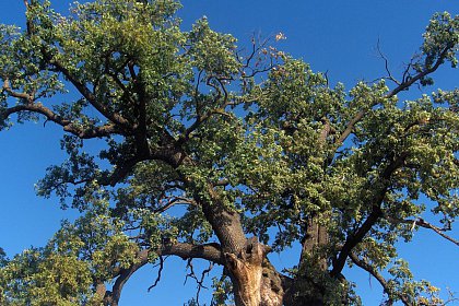 Stejarul secular din Cajvana ar putea deveni „Arborele european al anului“