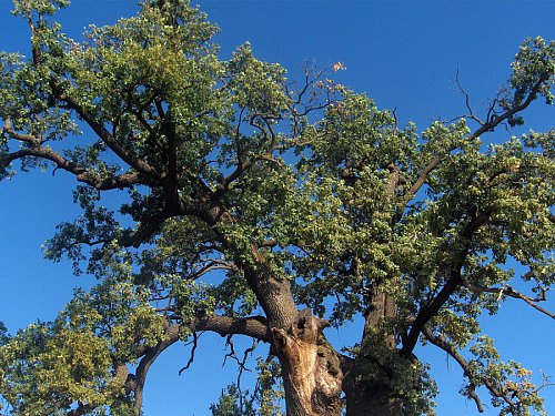 Stejarul secular din Cajvana ar putea deveni „Arborele european al anului“