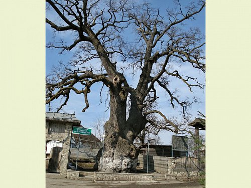 Stejarul secular din Cajvana ar putea deveni „Arborele european al anului“