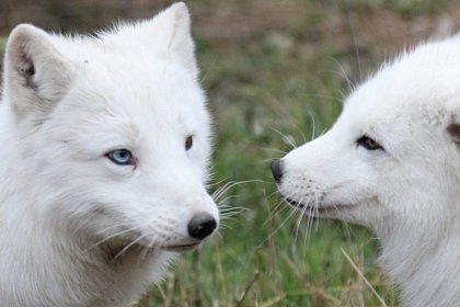 Doua vulpi polare din Suceava au devenit vedete la malul marii - Khione şi Boreas, vulpile polare aduse de la Suceava la Constanta