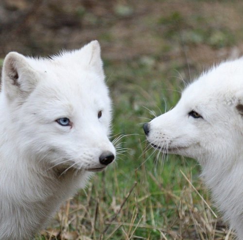 Khione şi Boreas, vulpile polare aduse de la Suceava la Constanta