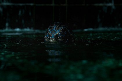 The Shape of Water, marele câștigător al premiilor Oscar 2018