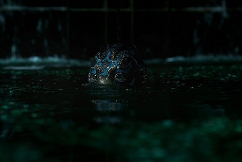 The Shape of Water, marele câștigător al premiilor Oscar 2018