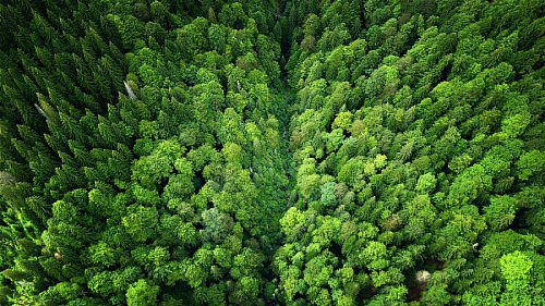 Schweighofer vinde cele 14.000 de hectare de pădure pe care este proprietar în România