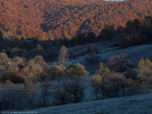 România neîmblânzită