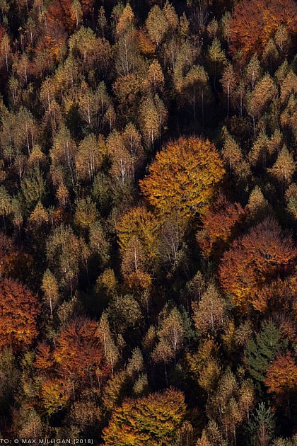 România neîmblânzită