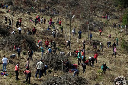 Campania de reîmpădurire „Hai la înverzit”, sâmbătă, la Pojorâta