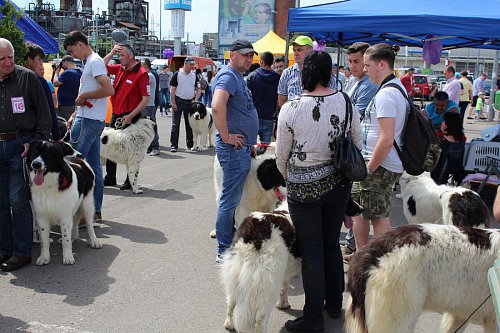 Bucovina Dog Show - cel mai important eveniment chinologic din zona de nord a țării