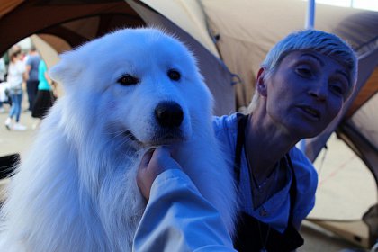 Bucovina Dog Show - cel mai important eveniment chinologic din zona de nord a țării