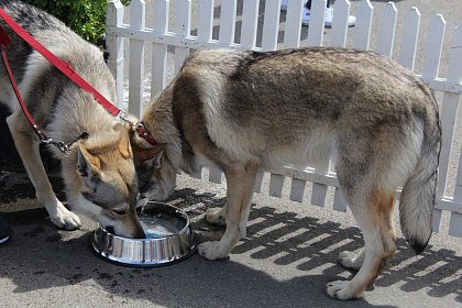 Bucovina Dog Show - cel mai important eveniment chinologic din zona de nord a țării